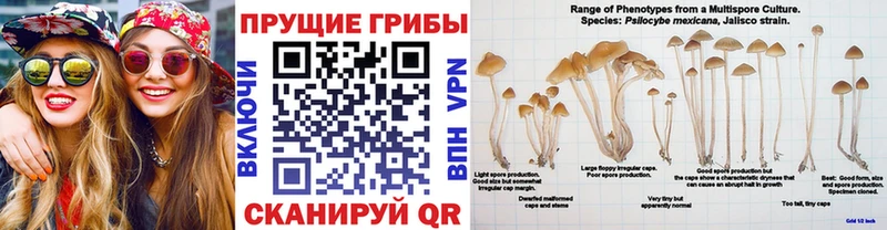 blacksprut ссылка  Фурманов  Псилоцибиновые грибы Psilocybine cubensis 